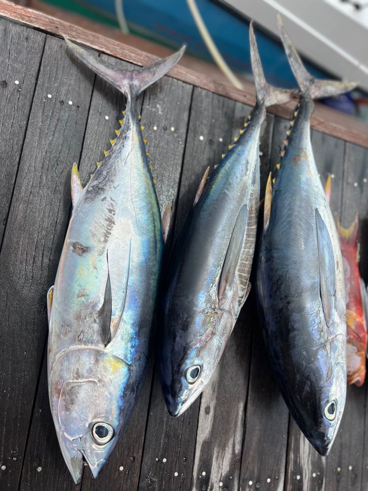 Yellowfin Tuna frozen seafood product placeholder